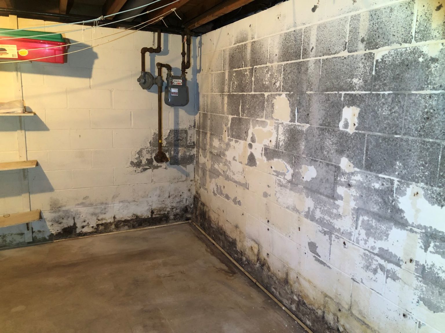 Mold in Basement in Sherman Oaks Tip Top Restoration
