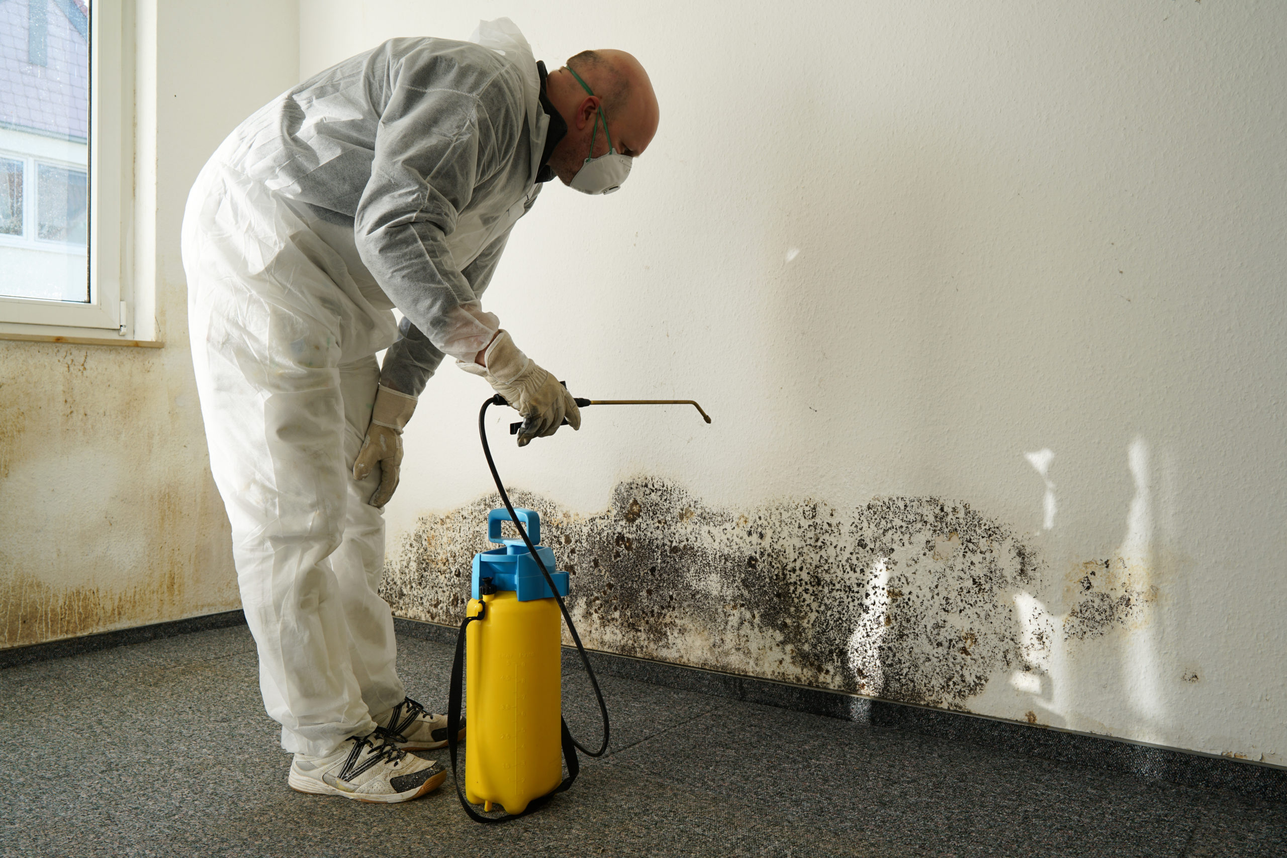 Hire A Professional For Black Toxic Mold Removal In Los Angeles Tip 