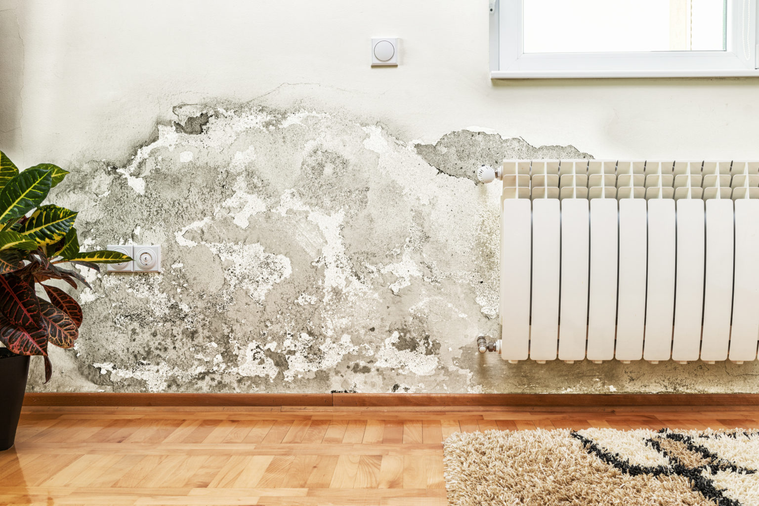 how can you detect mold in a home